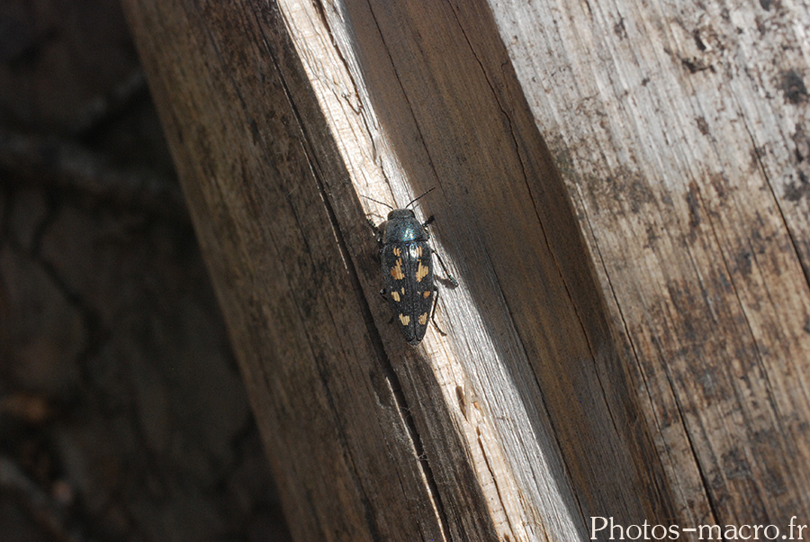 Buprestis novemmaculata